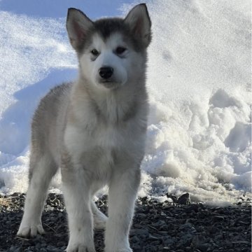 アラスカンマラミュート【北海道・女の子・2024年1月10日・シルバー&ホワイト】の写真「両親ロシア輸入犬」